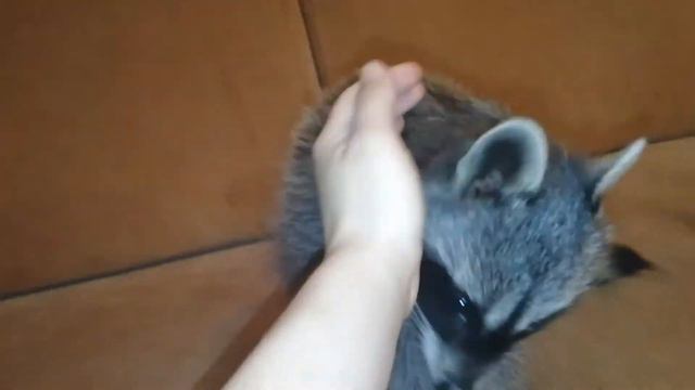 Ручной енот смотреть онлайн