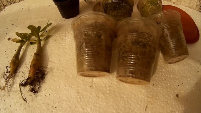 Адениум! Во что садить! Кому верить? смотреть онлайн