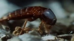 Эти загадочные животные   BBC  Weird Nature 5 Puzzling Partners