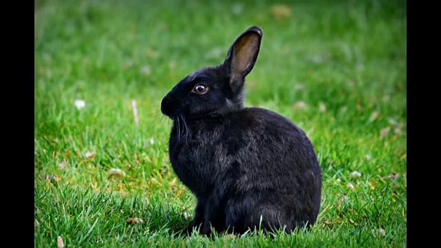 WHAT DOES IT MEAN WHEN YOU SEE A BLACK RABBIT ? смотреть онлайн