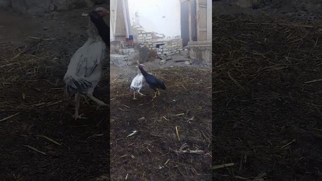 Мои Куры смотреть онлайн