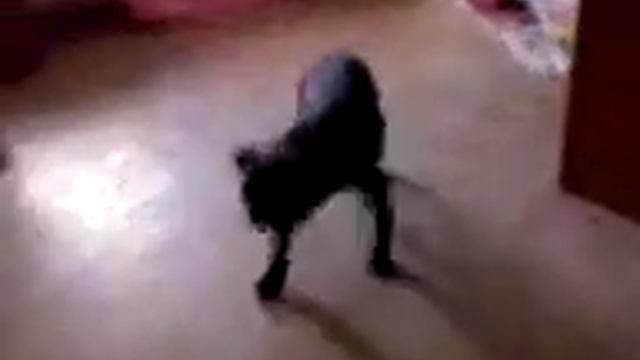 Шанди 8 мес 2 смотреть онлайн