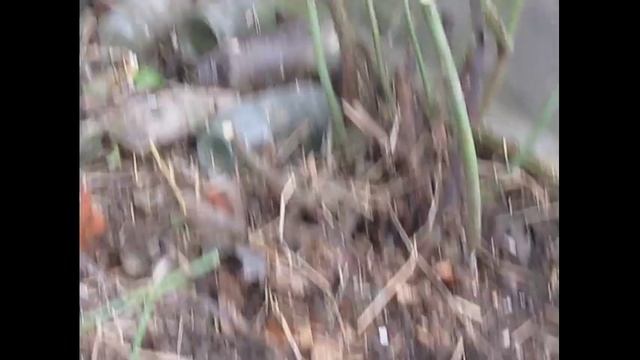 Старая плетистая роза---не так просто выкопать... смотреть онлайн