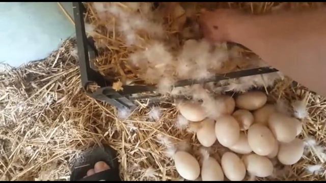 НЕМЫЕ УТКИ В ГНЕЗДЕ 28 ЯИЦ ЧТО ДЕЛАТЬ 1 ВЫПУСК смотреть онлайн