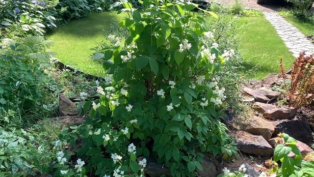 ЖАСМИН. Как сформировать куст в цветущий шарик, мои советы