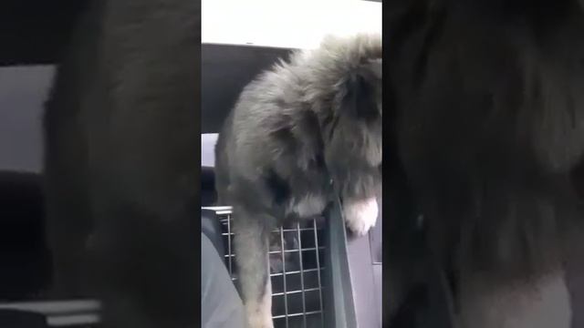 Кавказский волкодав Арчук смотреть онлайн