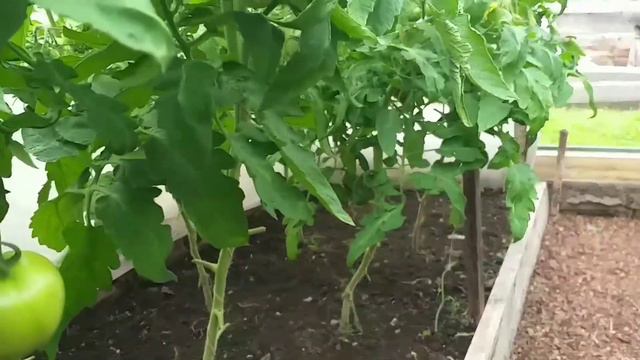 Подкормка , спастись от фитофторы томатов. смотреть онлайн