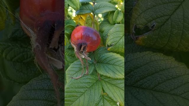 Ругоза - удивительный шиповник смотреть онлайн