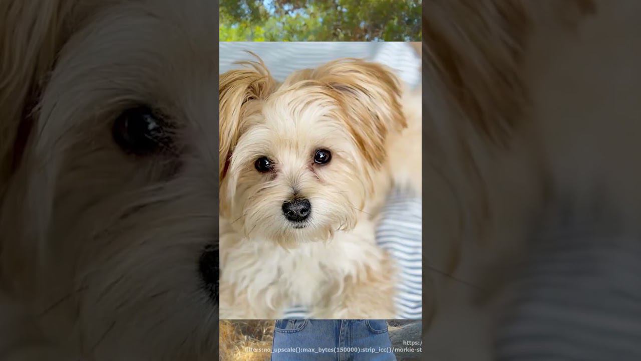 Какие породы собак похожи на мальтипу ? #shorts смотреть онлайн