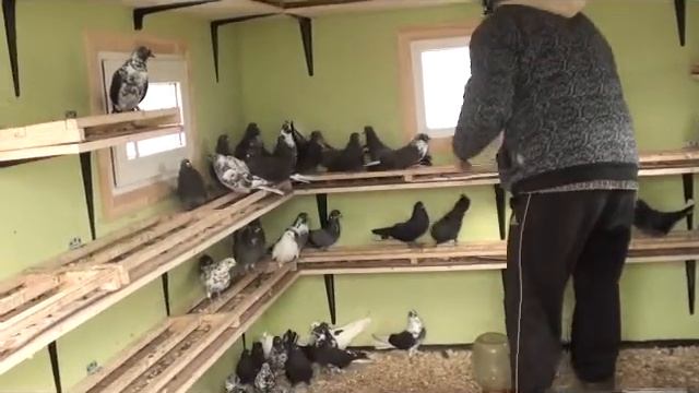 Николаевские голуби (серпасто-выворотные) с.Большие Салы, Ростовская область. Баздикян Юрий смотреть онлайн