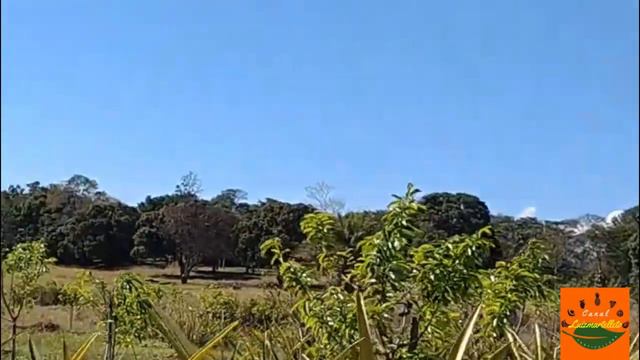 Como Aplicar adubar com biofertilizante aeróbico em abacaxizeiros. Ananas comosus смотреть онлайн