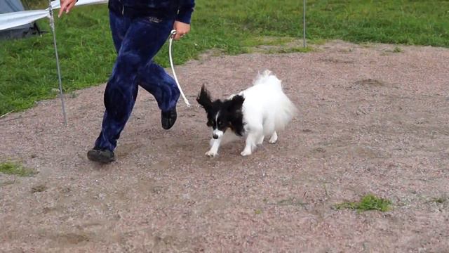 кобели открытого класса смотреть онлайн