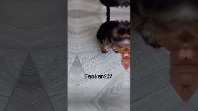 эдит йоркширский терьер (заказ) 🥰 смотреть онлайн