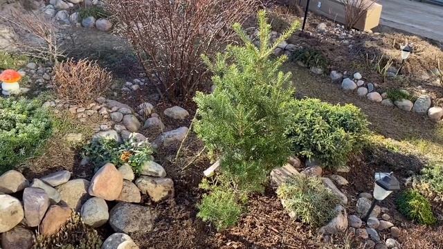 Моя новинка/Пихта корейская Венденер Дом/сажаю барбарис/ весенняя подкормка хвойных растений/??? смотреть онлайн