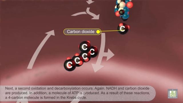 Krebs Cycle - animated смотреть онлайн