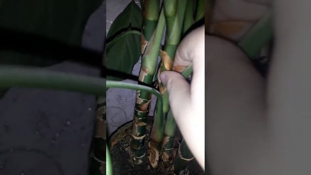 лайфхак для растений смотреть онлайн