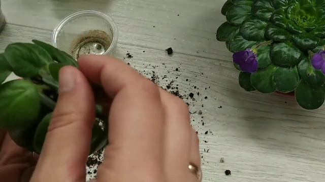 Петрокосмея, відсадка дітки від листа, пересадка петрокосмеї смотреть онлайн