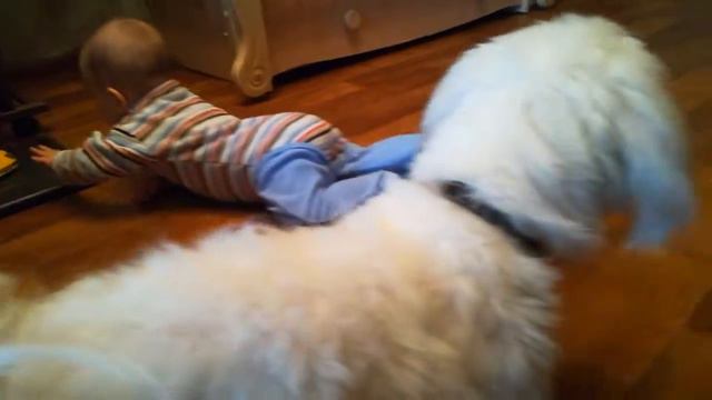 Собака нянька смотреть онлайн