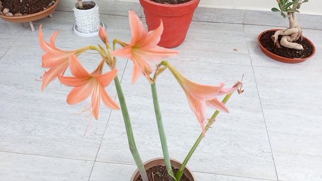 All about Barbados lily | Barbados lily | How to grow Barbados lily plant | Summer flowering plant смотреть онлайн