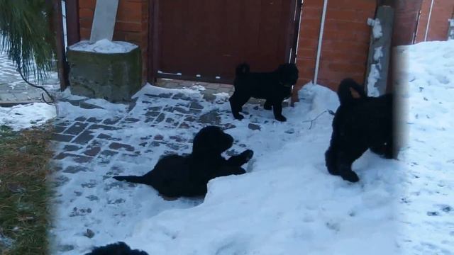 Puppies from S Ozera Razliv . UKROTITEL` SERDETC S OZERA RAZLIV (male with purple ribbon 47 days) смотреть онлайн