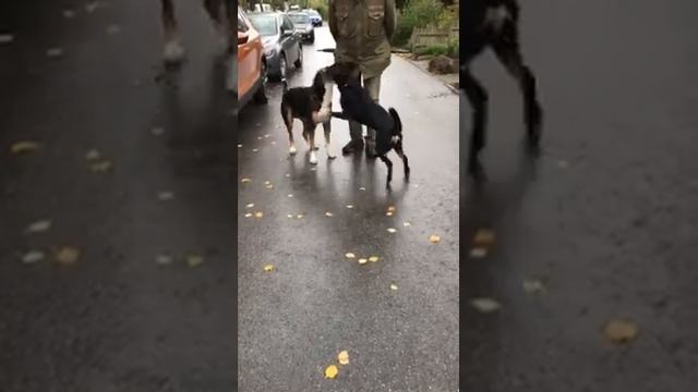 Зенненхунд Энтлебухер и Зенненхунд Гросс смотреть онлайн