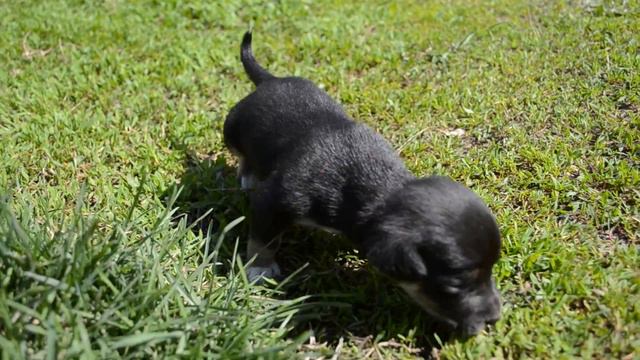 Щенки Миланы - 20 дней смотреть онлайн