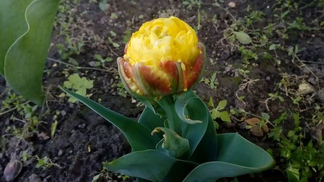 Тюльпан Ice Cream Banana (Айс Крим Банана) смотреть онлайн