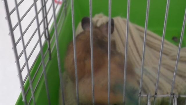 Влог. Поход к ветеринару. Лечение сирийского хомяка смотреть онлайн