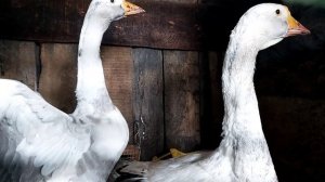 русское хозяйство без заморочек!  яйценоскость кур и удой коз! моя деревенская жизнь. country life