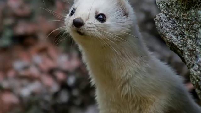 Красиво, для души ... гитара.