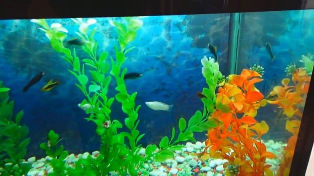 Мой аквариум на 100л.(начал все с нуля). смотреть онлайн
