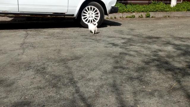 Длинношерстная девочка чихуахуа смотреть онлайн