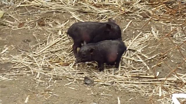 Вьетнамская вислобрюхая свинья из дикой природы. смотреть онлайн
