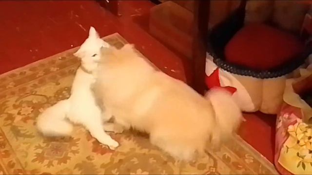 Шпиц и кот.Увлекательная жизнь.🤣 смотреть онлайн