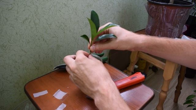 Прививка цитрусовых. Прививка апельсина. Прививка лимона. Прививка мандарина