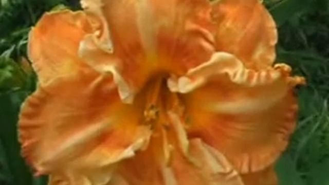 Лилейник daylily MATTHEW KASKEL смотреть онлайн