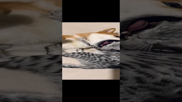 Кора и Есей смотреть онлайн