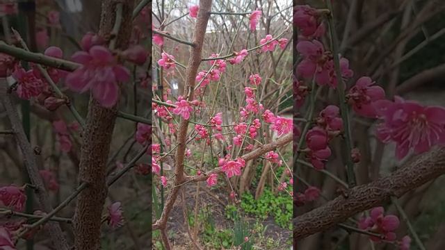 слива уме цветёт Prunus mume Beni-chidori смотреть онлайн