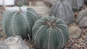 Никитский ботанический сад