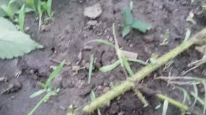 Размножение Ежевики. Лёгкий способ ?