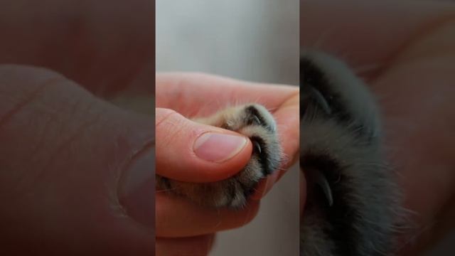 Учимся стричь кошке когти за 30 секунд смотреть онлайн