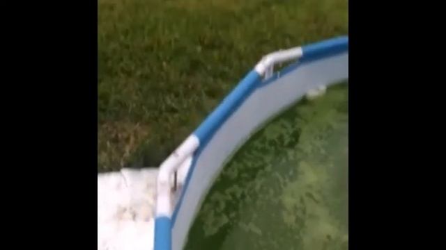 Хлорелла против сине-зеленых микроводорослей. Биологический способ борьбы с цветением водоемов. смотреть онлайн