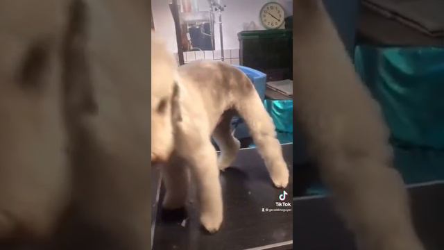 #Bedlington #Terrier #master #doggroomer смотреть онлайн