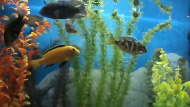 аквариум с цихлидами смотреть онлайн