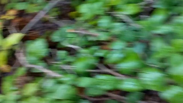 Гриби близько! Сезон грибів на Львівщині! Білі гриби смотреть онлайн