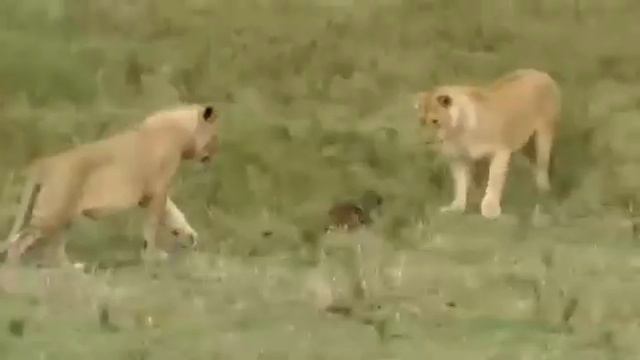 Львы и египетский мангуст смотреть онлайн