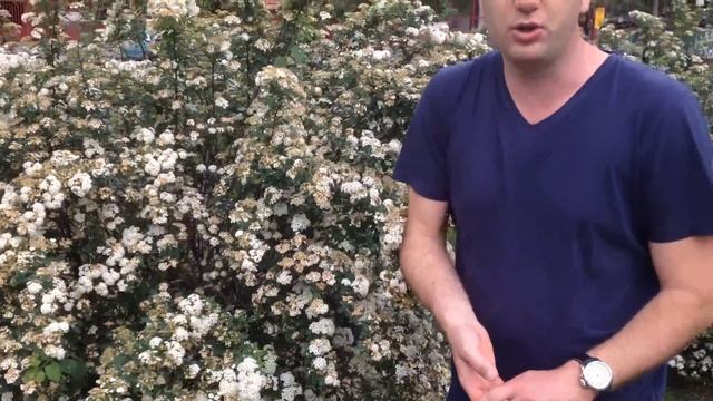 Kerti Gyöngyvessző Metszése - Spiraea X Vanhouttei - Megyeri Kertészet Budapest Webáruház