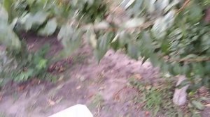 Слива То Че Сан.