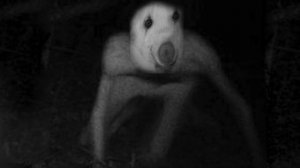 кто такой РЕЙК (рассказ)