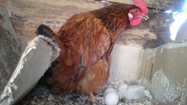 Откуда берутся яйца? смотреть онлайн